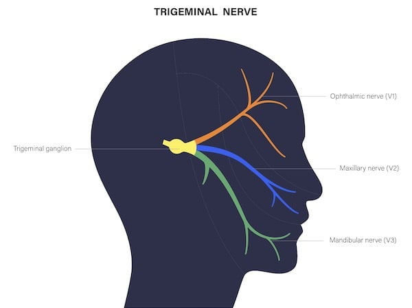 Unveiling the Intricacies of the Trigeminal Nerve: Exploring its Branches and Subdivisions